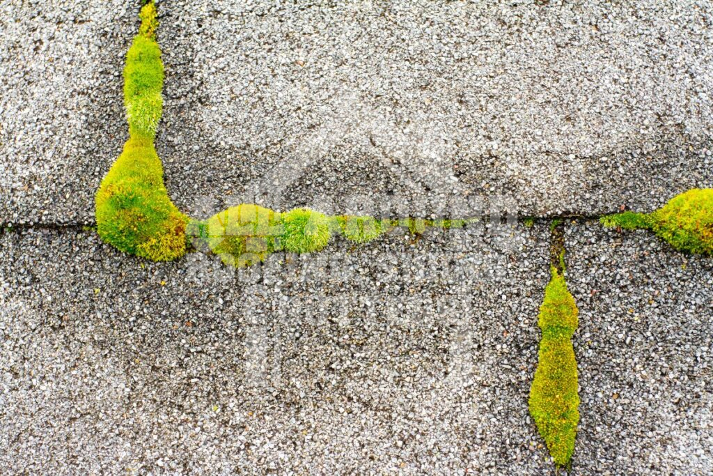 How Often To Replace Roof Growth of moss and mold