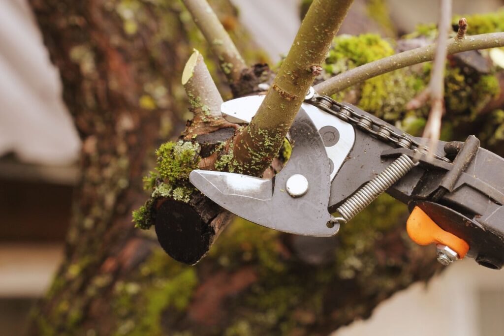Roof Maintenance Trim overhanging tree branches